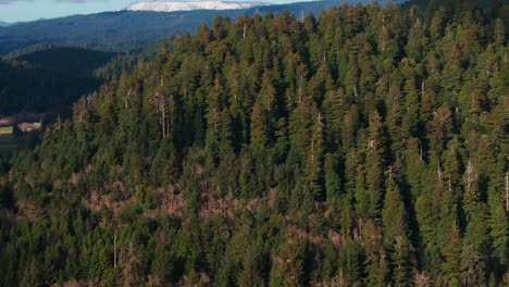 Schwenk-Drohnenaufnahme-Des-Dichten-Redwood-Nationalparkwalds-In-Kalifornien
