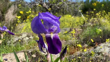 filming-of-a-close-up-of-a-bluish-violet-Iris-Germanica-in-a-wild-environment-surrounded-by-yellow-flowers-there-is-a-slight-movement-due-to-the-wind-the-video-is-in-slow-motion