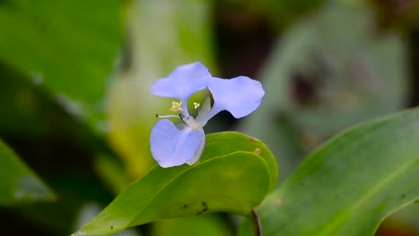 Blaue-Wildblume-In-Tropischem-Land