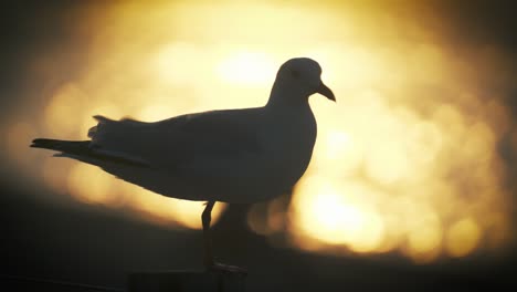 Gaviota-En-Cámara-Lenta-En-La-Playa-Durante-El-Atardecer-Despegando-Para-Volar