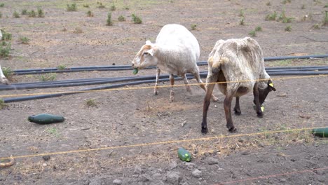 Sheep-grazing-in-fields,-curious-animals