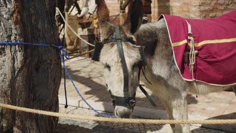 beautiful-shot-in-slow-motion-of-a-young-donkey-dressed-in-medieval-garb-and-a-red-cloak-at-a-village-fair-in-southern-Spain-during-the-summer-morning-sunshine