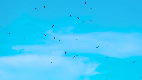 Eagle-Birds-Flying-Over-Landfill---Birds-Against-Blue-Sky---Low-Angle-Shot