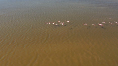 Flamingoes-flying-drone-Over-The-Guadalquivir-River-At-Donana-National-Park-In-Spain