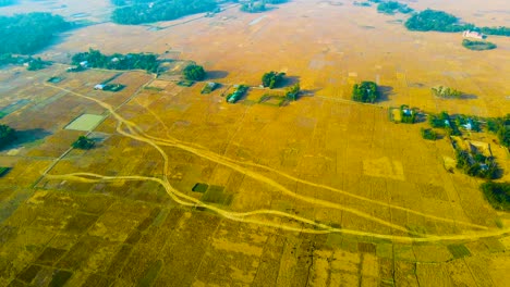 Panoramablick-über-Goldene-Felder-Im-Ländlichen-Bangladesch---Luftaufnahme-Einer-Drohne