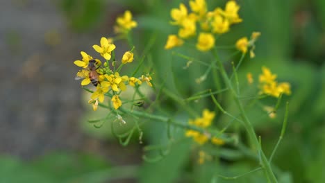 Zumbando-Abejas-Melíferas-Cosechando-Y-Polinizando-Las-Flores-De-Colza-De-Color-Amarillo-Dorado,-Buscando-Néctar-Y-Polen,-Mostrando-La-Belleza-De-La-Naturaleza,-Primer-Plano