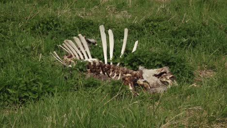 Forest-cattle-bones