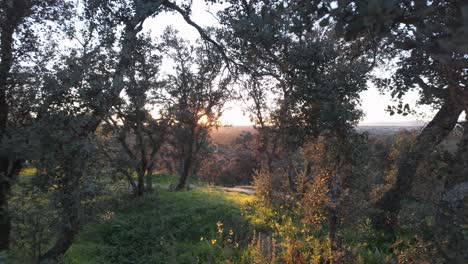 Zeitlupen-Sonnenuntergang,-Goldenes-Licht,-Das-Durch-Die-Baumblätter-Im-Wald-Von-Madrid-Casa-De-Campo-Fällt