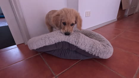 golden-retriever-pup-playing-with-his-bed