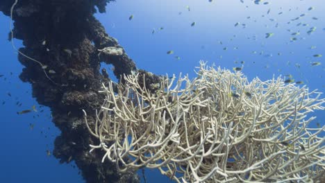 Tropical-coral-reef,-camera-turns-around-a-beautiful-coral-formation-on-a-shipwreck-in-Palau,-Micronesia