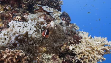 Tropical-coral-reef-with-clown-fish-a-beautiful-staghorn-coral-formation-on-a-shipwreck-in-Palau,-Micronesia