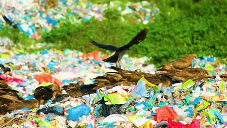 Eagle-or-Black-Kite-Birds-On-Landfill-Site---Wide-Shot