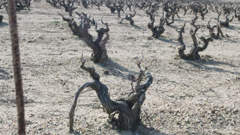 Toma-General-En-Cámara-Lenta-De-Un-Trabajador-De-Un-Viñedo-Afuera-De-Una-Fábrica-De-Vino-En-Burgos,-España,-En-La-Mañana-De-Verano-Nublada.