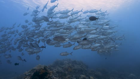 Großer-Schwarm-Großaugen-Stachelmakrelen-Im-Gegenlicht,-Makrelen-über-Einem-Tropischen-Korallenriff-Im-Pazifischen-Ozean