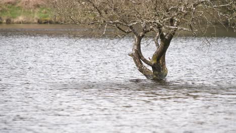 Untergetauchter-Baum-Inmitten-Des-Plätschernden-Wassers-Eines-Fernworthy-Stausees-Im-Dartmoor-Nationalpark,-Devon,-England