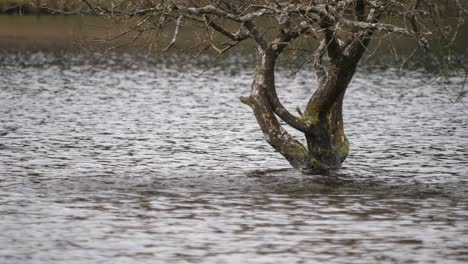Rippling-waters-surround-a-semi-submerged-tree-in-a-lake