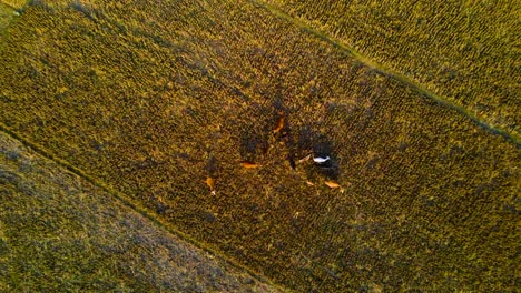 Vista-Superior-De-Las-Vacas-Pastando-En-El-Campo-Dorado-Al-Atardecer-En-Bangladesh---Disparo-De-Drones