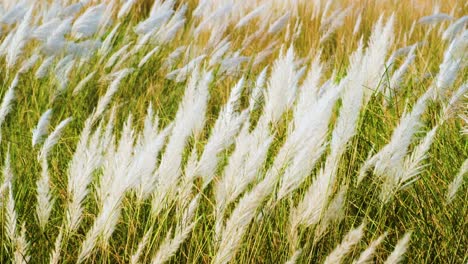 Wild-sugarcane-Kashful-White-Flower-Blowing-In-The-Wind-in-Bangladesh-or-India---Close-Up-Shot