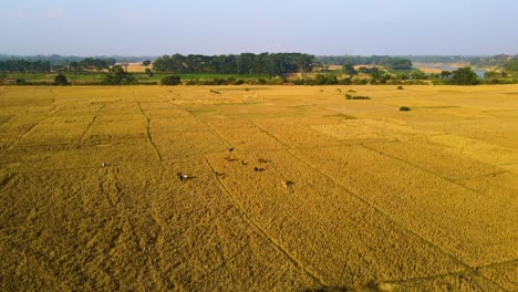 Golden-Farmland-And-Grazing-Cows-In-Countryside-Of-Bangladesh---Aerial-Drone-Shot
