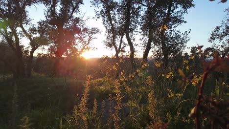 Cámara-Lenta-Brillo-Del-Atardecer-Luz-Dorada-Pasando-A-Través-De-Las-Hojas-De-Los-árboles-Avanzando-Dolly-Zoom-En-El-Bosque-De-Casa-De-Campo-De-Madrid