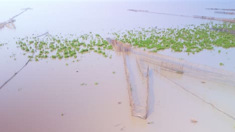 Fish-netting-trap-fly-over-revealing-construction-in-the-calm-muddy-waters-along-the-Tonle-Sap-shore-line-during-dry-season,-Cambodia