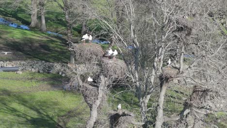 Filmación-En-Alta-Calidad-Con-Drone-De-Un-Grupo-De-Cigüeñas-En-Los-árboles-Con-Sus-Nidos-Junto-A-Un-Arroyo-En-70mm-Y-Cámara-Lenta-Vemos-Una-Descendiendo-En-Vuelo-En-Invierno-Avila-España