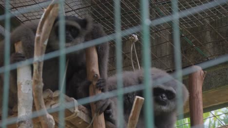 Two-gibbons-sitting-in-a-cage