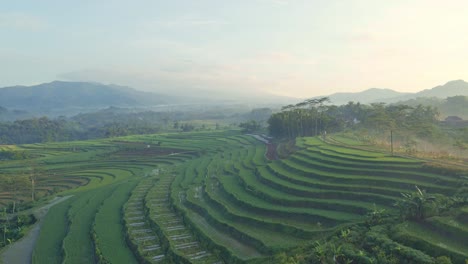 Foggy-rice-field-terraces-in-green-landscape-of-Indonesia,-aerial-view