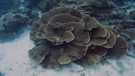 Tropical-coral-reef,-camera-swims-around-a-beautiful-coral-formation-in-Palau,-Micronesia