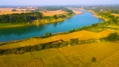 Luftaufnahme-Der-Goldenen-Reisfelder-Und-Des-Surma-Flusses-In-Bangladesch---Drohnenaufnahme