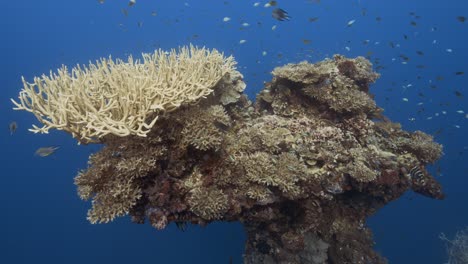 Tropical-coral-reef,-camera-swims-towards-a-beautiful-staghorn-coral-formation-on-a-shipwreck-in-Palau,-Micronesia