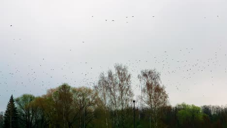 Chaotischer-Rabenschwarm-Fliegt-Im-Bewölkten-Himmel-über-Baumlaub,-Lettland