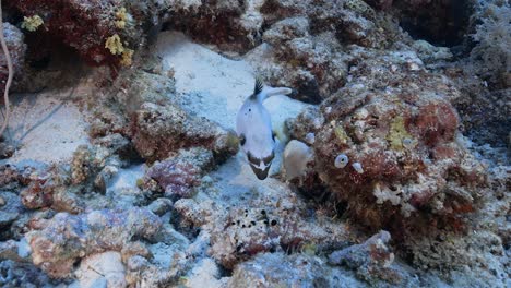 Cute-black-and-white-pufferfish-looks-for-food-on-a-tropical-coral-reef-in-Micronesia