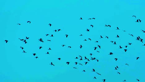 Siluetas-De-Aves-Migratorias-Volando-Contra-El-Cielo-Azul---ángulo-Bajo