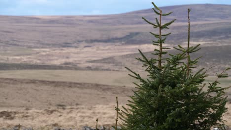 An-evergreen-conifer-sways-gently-in-the-breeze-contrasting-with-the-bleakness-of-Dartmoor-moorland-in-the-background