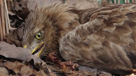 Ein-Adler-Schaut-In-Die-Kamera-In-Der-Tierklinik