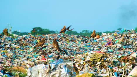 Mülldeponie-Mit-Adlern,-Die-Auf-Müll-In-Südasien-Gelandet-Sind-–-Weitwinkelaufnahme-Der-Umweltverschmutzung