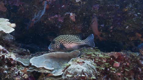 Pez-Dulce-Tropical-En-Un-Arrecife-De-Coral-En-Micronesia,-La-Cámara-Nada-Hacia-El-Pez