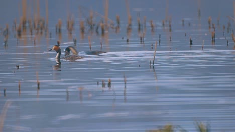 Crested-plover-Floating-on-the-water-in-the-lake