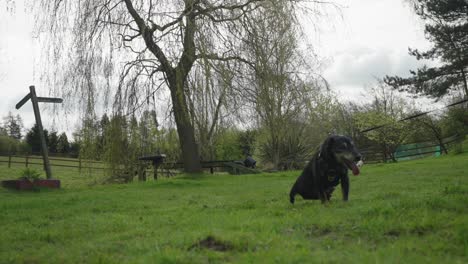 Old-disabled-dog-moving-slowly-on-lead,-countryside-location,-slow-mo