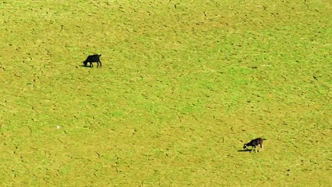 Cabras-Negras-De-Bengala-Pastando-En-Tierras-De-Cultivo-Afectadas-Por-La-Sequía-En-Bangladesh---Toma-Estática