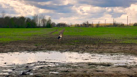 White-stork-walk-on-muddy-green-crop-agricultural-field,-cloudy-landscape