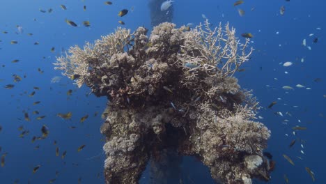 Tropical-coral-reef,-camera-swims-along-a-beautiful-staghorn-coral-formation-on-a-shipwreck-in-Palau,-Micronesia