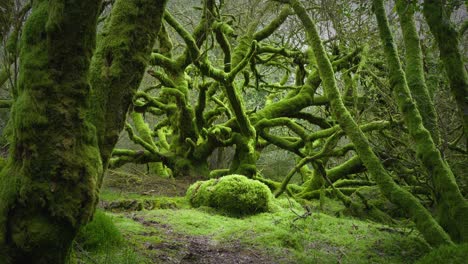 La-Tranquila-Quietud-Del-Antiguo-Bosque-Británico-Cubierto-De-Musgo-En-Primavera