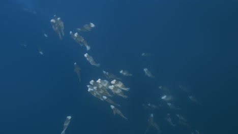 Bumphead-parrotfish-gathering-for-spawning,-reproduction-in-Palau,-Micronesia