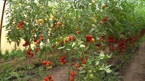 Lebendige-Tomatenpflanzen-Gedeihen-In-Einem-Gewächshaus,-Reife-Und-Unreife-Früchte-Hängen