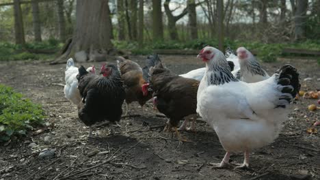 Gallinas-Caminando-Afuera,-Pequeño-Gallinero-En-El-Patio-Trasero