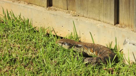 Blue-Tongue-Lizard-Resting-Curled-Up-By-Stone-Fence-In-Garden-Moves-Arm