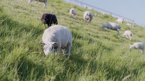 Un-Grupo-De-Lindos-Animales-Ovejas-Muñecas-Corderos-Ganado-Pastando-En-El-Campo-De-Pasto-A-La-Luz-Del-Día-Día-Soleado