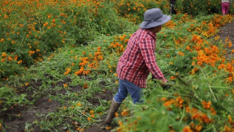 Mujer-Campesina-Recogiendo-Las-Mejores-Flores-De-Caléndula-Para-Venderlas-En-Los-Mercados-Locales.